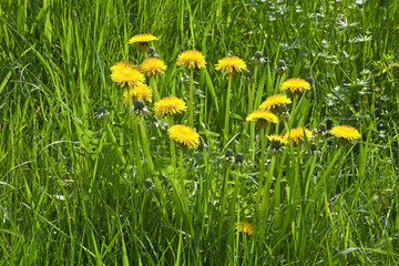 Blooming dandelions in the garden grass.
Beautiful yellow flowers of the dandelion.