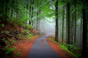 Leśna droga © Marta