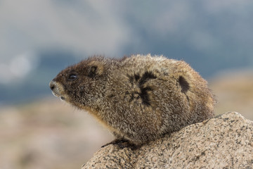 Yellow Bellied Marmot