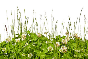 
Limb blooming in a meadow against a white background.
Spring meadow with clover in the grass.