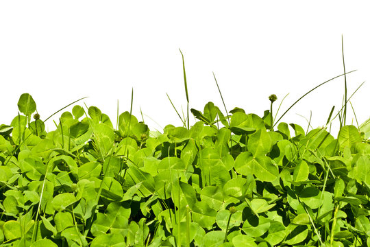 Limb  in a meadow against a white background.
Spring meadow with clover in the grass.