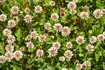 Limb blooming in a meadow. 
Spring meadow with clover.