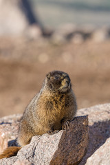 Yellow Bellied Marmot
