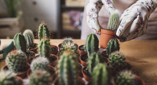Hands of unrecognisable woman florist planting cactuses in small pots.