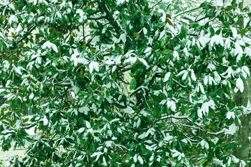 Leaves covered in snow