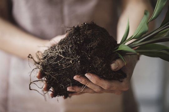 Hands Of Unrecognisable Woman Florist Holding Plant With Soil And Root For Planting.