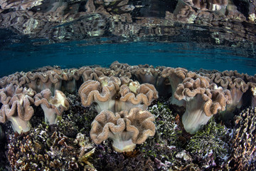 Soft Corals Grow in Shallow Water in Raja Ampat