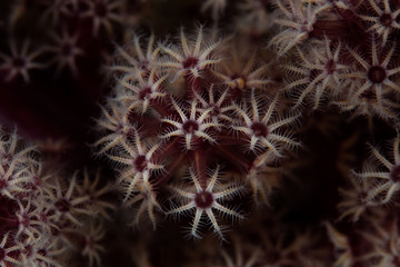 Detail of Soft Coral Polyps