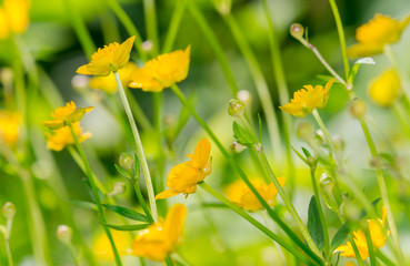 Fototapeta premium Yellow wildflowers in meadow, close-up