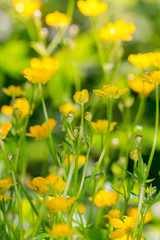 Yellow wildflowers in meadow, close-up