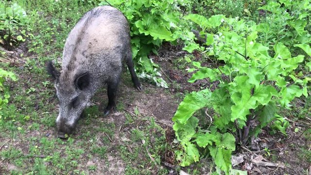 Ein Wildschwein sucht am Boden