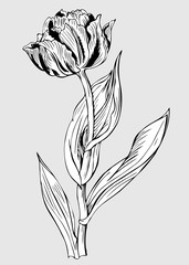 Tulip, black-and-white vector image.