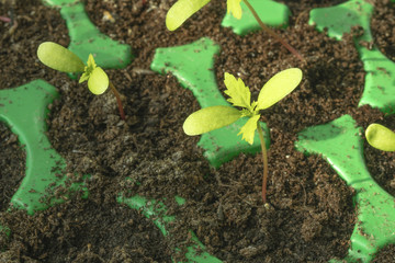 View of germinating plants from a seedbed indoor