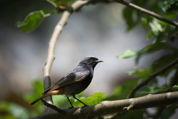 Redstart