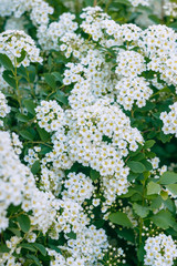 A branch of the spirea. Blooming spirea by white small flowers. Spirea wallpaper.
