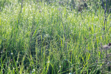 Beautiful meadow background. Green grass and a lot of bokeh rounds from drops of dew. Fantasy style background photo.