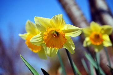 Close up view of Daffodils (Narcissus pseudonarcissus) in Spring with blue sky in background
