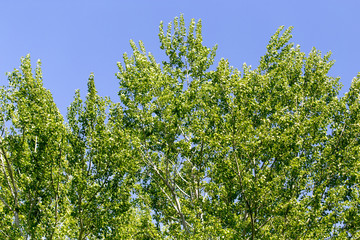 Tree with green leaves against the blue sky
