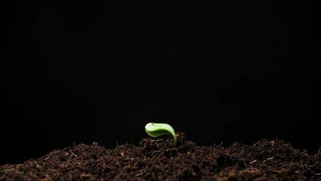 Time-lapse of germinating pumpkin seeds l isolated on black background