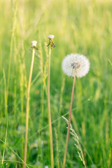 White dandelion in the green grass. Closeup photo of ripe dandelion. Closeup of fluffy white dandelion in grass on the field. Nature colorful background. Toned, style photo.