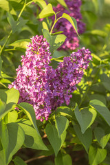 Beautiful blossoming of a lilac in the springtime.