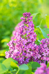 Beautiful blossoming of a lilac in the springtime.