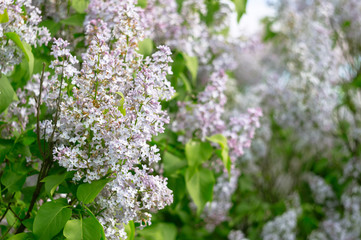 Beautiful blossoming of a lilac in the springtime.