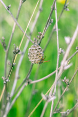 A field wasp is building a hive in the grass.