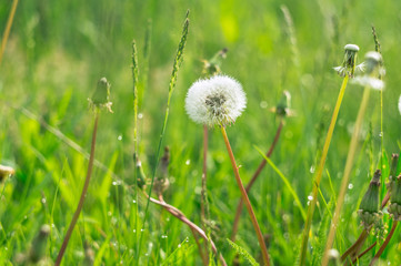 White dandelion in the green grass. Closeup photo of ripe dandelion. Closeup of fluffy white dandelion in grass on the field. Nature colorful background. Toned, style photo.