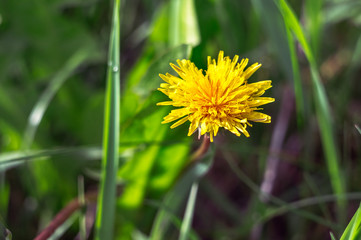Yellow dandelion in the green grass. Closeup, tonned, style photo.