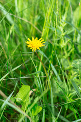 Yellow dandelion in the green grass. Closeup, tonned, style photo.