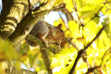 squirrel on the tree