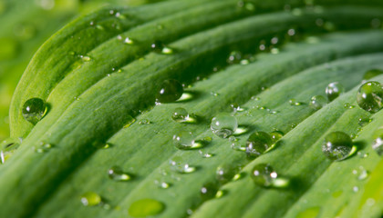 Green leaf with dew drops for background