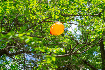 Orange balloon is stuck among the green tree branches