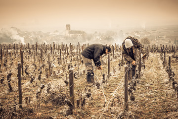 travailleurs dans les vignes