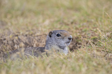 UINTA GROUND SQUIRREL IN GRASS STOCK IMAGE