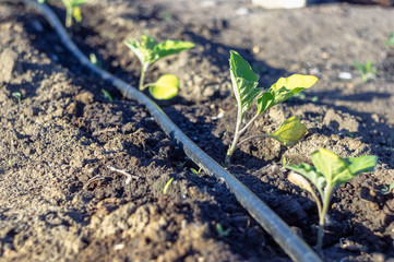 A number of small eggplants in the garden and a system of drip irrigation.