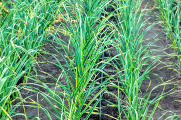 Drip irrigation pipe next to the harvest of spring onions in the garden