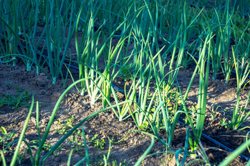 Drip irrigation pipe next to the harvest of spring onions in the garden