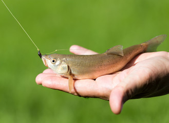 Fish caught on the hook