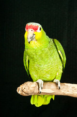 Rescued red lord amazon parrot perched on a branch at the tropical rescue center