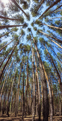 Green forest background in a sunny day. Looking up in pine forest.