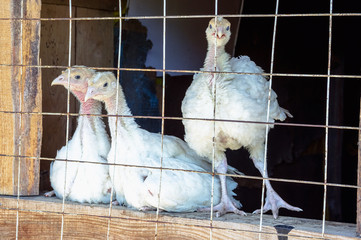 Small white turkey chickens behind a metal grate on a farm.