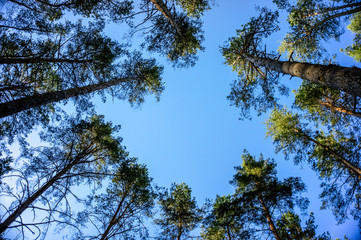 Green forest background in a sunny day. Looking up in pine forest.