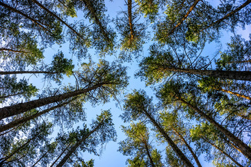 Green forest background in a sunny day. Looking up in pine forest.