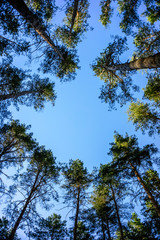 Green forest background in a sunny day. Looking up in pine forest.