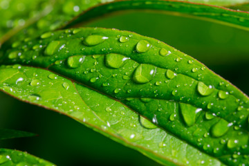 Green leaf with dew drops for background