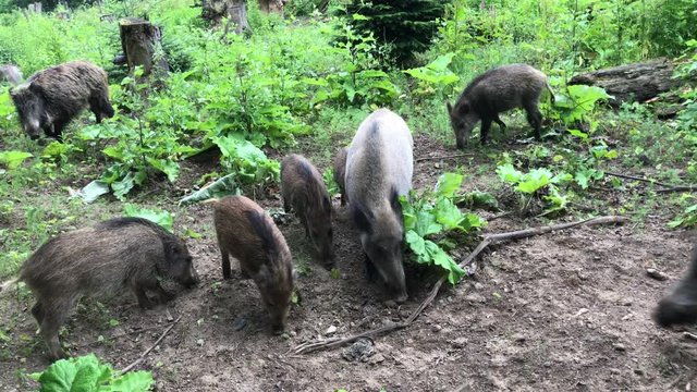 Rotte Wildschweine - ein Keiler schreckt die Gruppe auf (Sus scrofa)