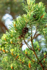 Pine buds in the spring. Bloomed pine branches. Young pine cone.