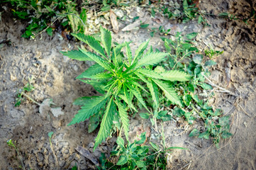 Wild hemp plant on a natural background.
